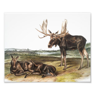 Moose Deer (Servus alces) Illustration Photo Print