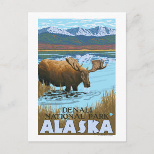 Moose Drinking at Lake - Denali National Park, Postcard