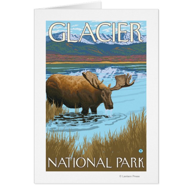 Moose Drinking at Lake - Glacier National Park, (Front)