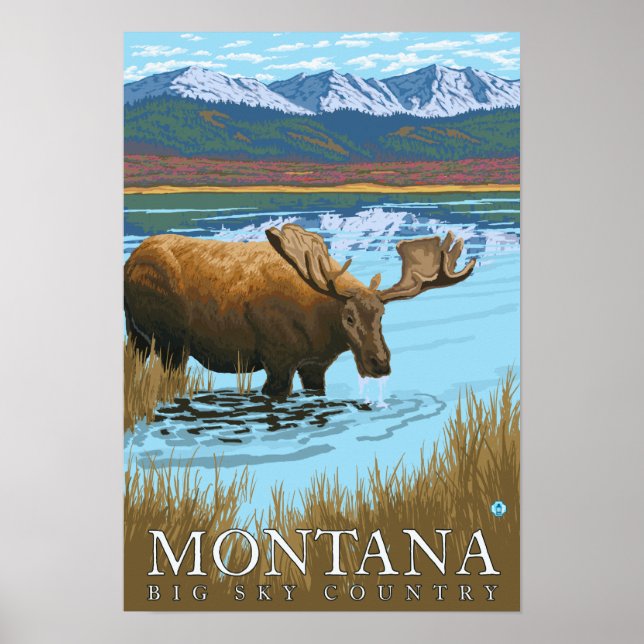 Moose Drinking at Lake - Montana Poster (Front)
