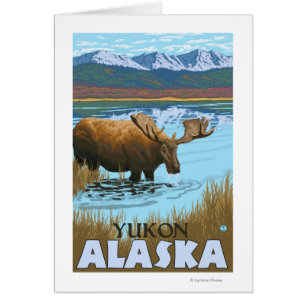 Moose Drinking at Lake - Yukon, Alaska