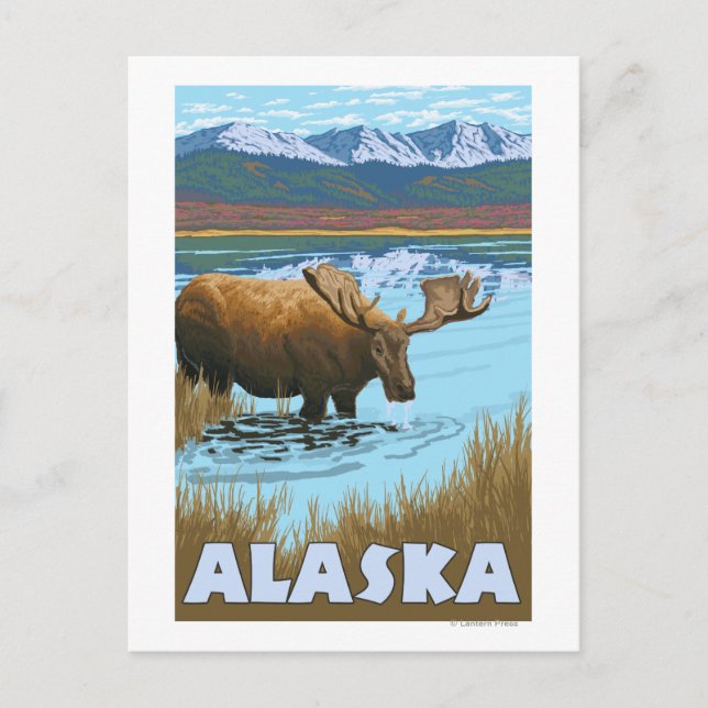Moose Drinking Water Vintage Travel Poster Postcard (Front)