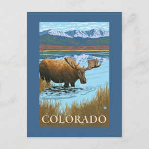 Moose DrinkingColorado Postcard