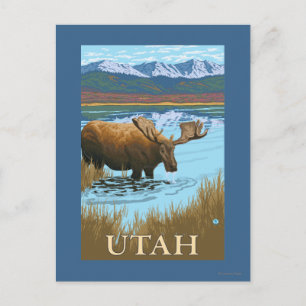 Moose DrinkingUtah Postcard