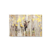 Moose Family in the Aspens Canvas Art