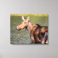 Moose Feeding in Glacier National Park, Montana