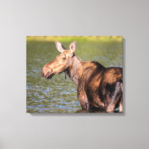 Moose Feeding in Glacier National Park, Montana Canvas Print