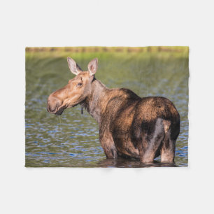 Moose Feeding in Glacier National Park, Montana Fleece Blanket
