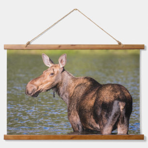Moose Feeding in Glacier National Park, Montana Hanging Tapestry