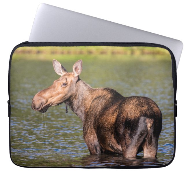 Moose Feeding in Glacier National Park, Montana Laptop Sleeve (Front)
