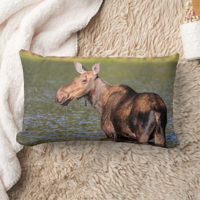 Moose Feeding in Glacier National Park, Montana Lumbar Cushion (Blanket)