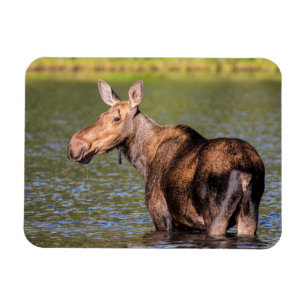 Moose Feeding in Glacier National Park, Montana Magnet