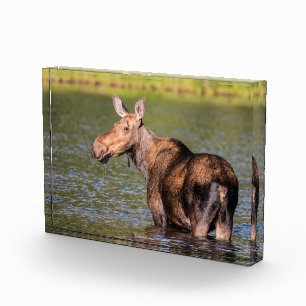 Moose Feeding in Glacier National Park, Montana Photo Block