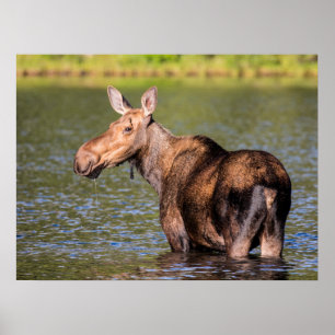 Moose Feeding in Glacier National Park, Montana Poster
