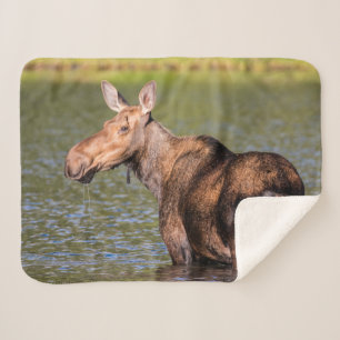 Moose Feeding in Glacier National Park, Montana Sherpa Blanket