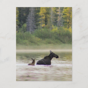 Moose for a swim postcard
