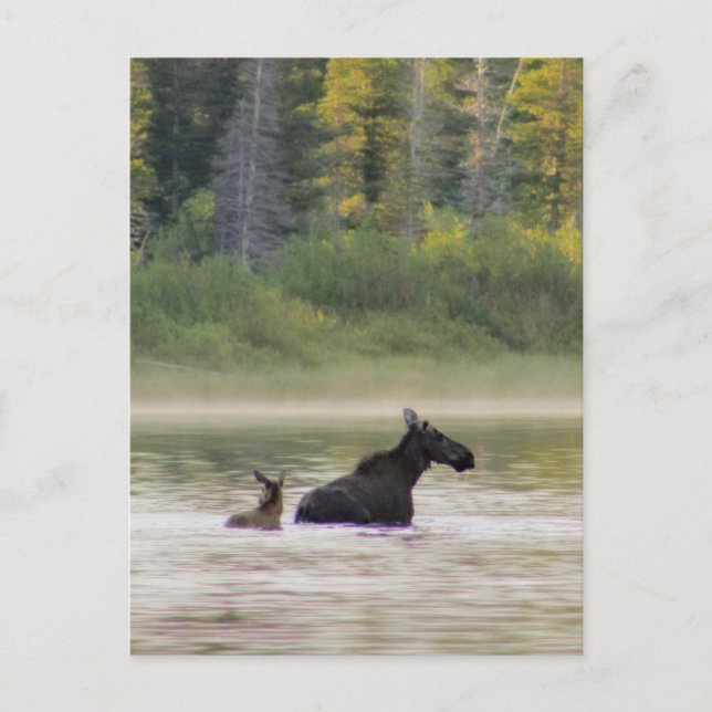 Moose for a swim postcard (Front)