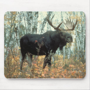 Moose Forest Trees Park Animal Wildlife Art Mouse Mat