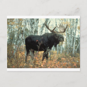 Moose Forest Trees Park Animal Wildlife Art Postcard