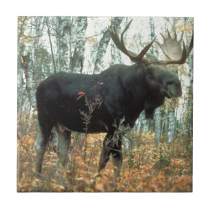 Moose Forest Trees Park Animal Wildlife Art Tile