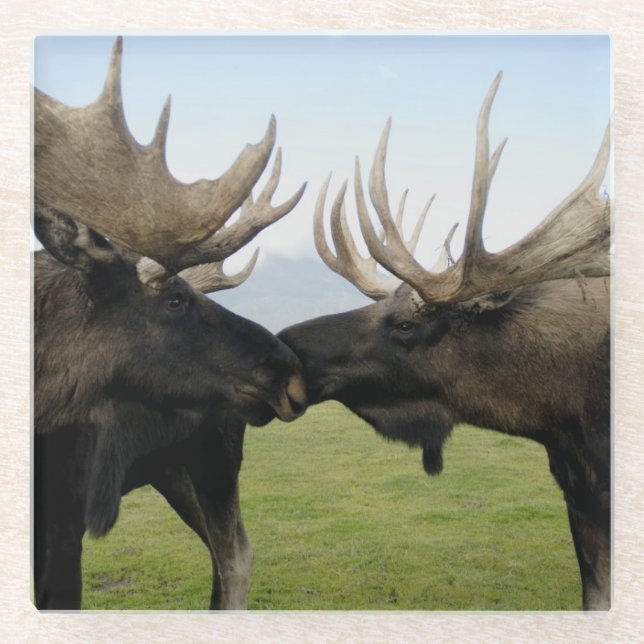 Moose Glass Coaster (Front)