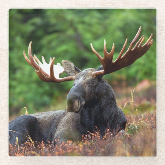 Moose Glass Coaster (Front)
