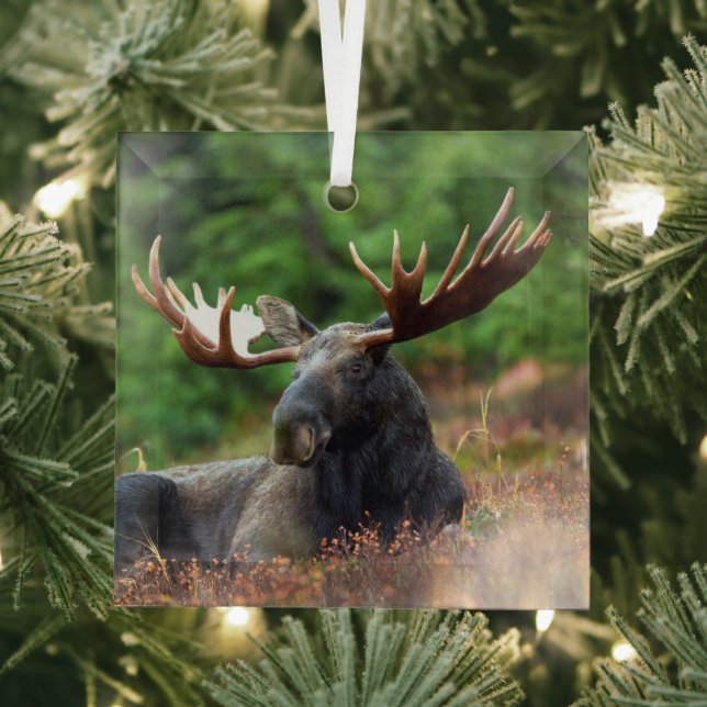 Moose Glass Tree Decoration (Insitu)