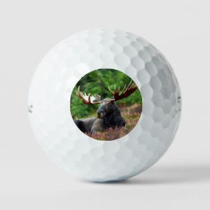 Moose Golf Balls