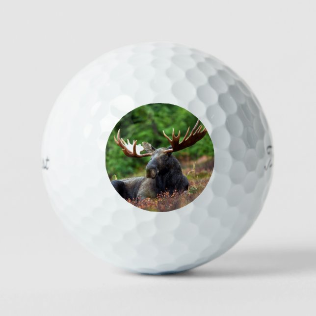 Moose Golf Balls (Front)