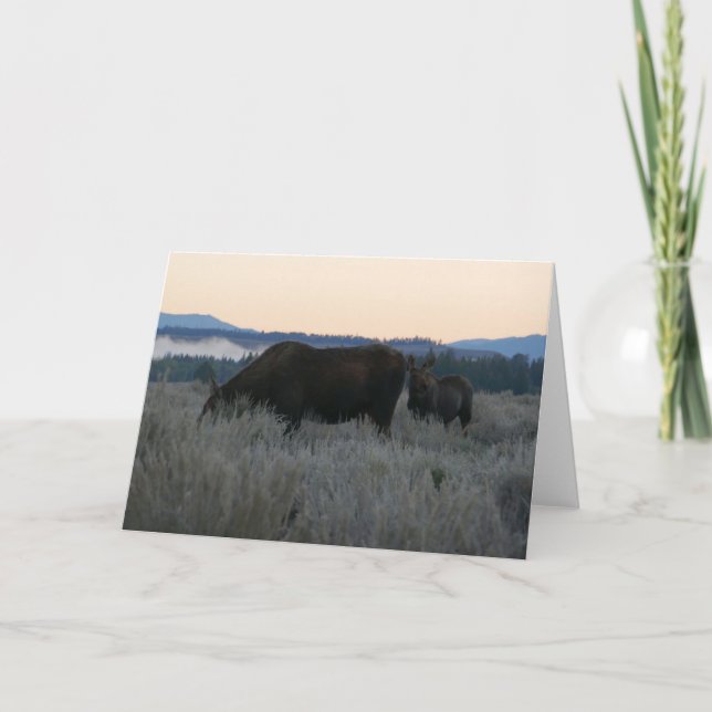 Moose Grazing at Sunrise at Grand Teton Card (Front)