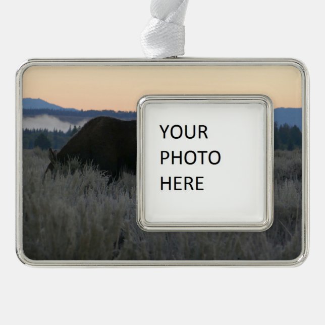Moose Grazing at Sunrise at Grand Teton Silver Plated Framed Ornament (Front)