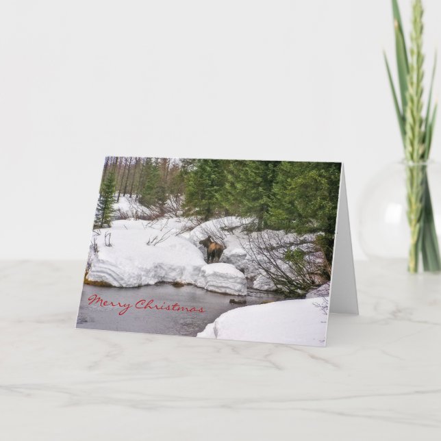 Moose in Snow Greeting Card (Front)