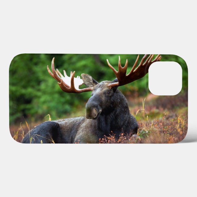 Moose iPhone 13 Case (Back (Horizontal))