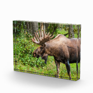 Moose Kenai Peninsula, Alaska Photo Block