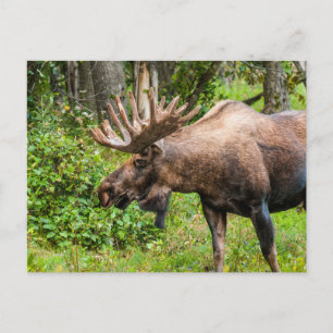 Moose   Kenai Peninsula, Alaska Postcard