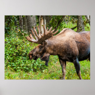 Moose Kenai Peninsula, Alaska Poster