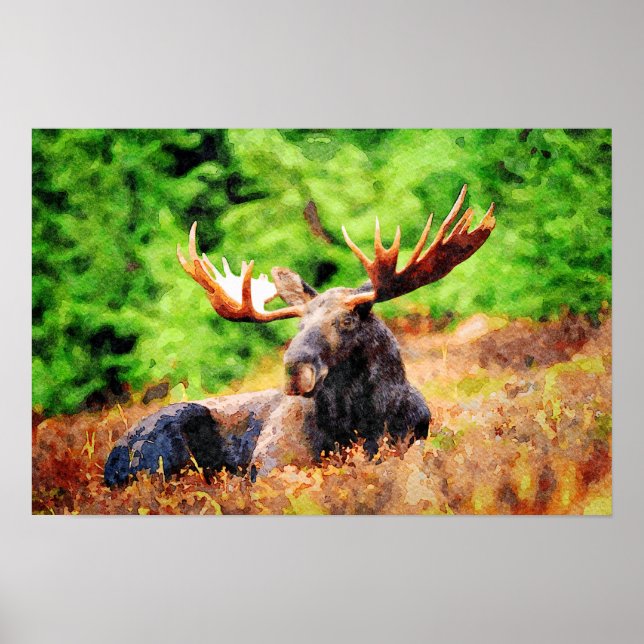 Moose Laying Down Watercolor Painting Wildlife Art Poster (Front)