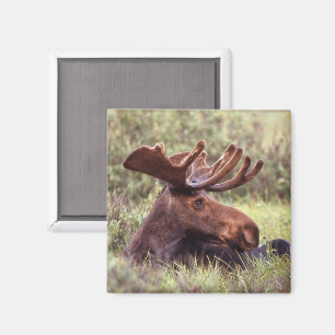 Moose Lounging Magnet