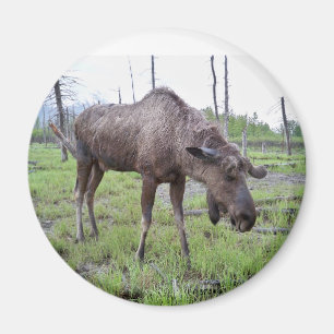 Moose Magnet