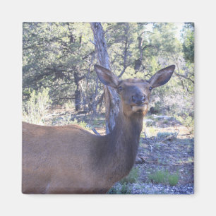 Moose Magnet