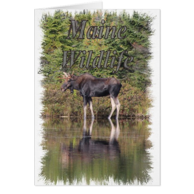 Moose - Maine Wildlife (Front)