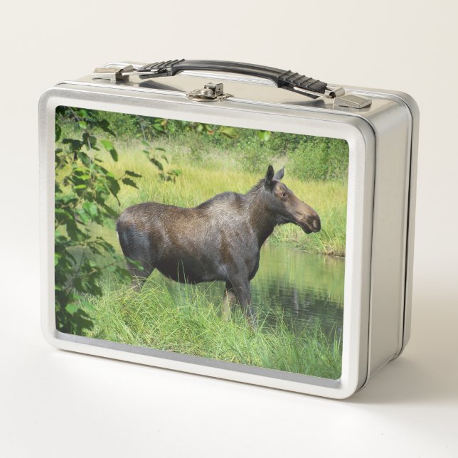Moose Metal Lunch Box (Front)