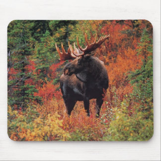 moose mouse mat