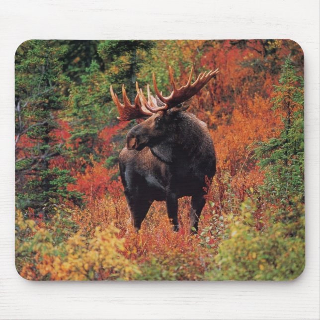 moose mouse mat (Front)