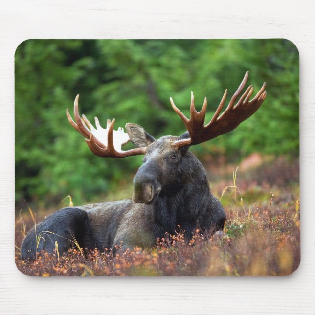 Moose Mouse Mat (Front)