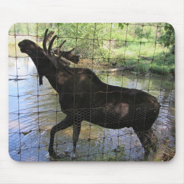 Moose Mouse Mat (Front)
