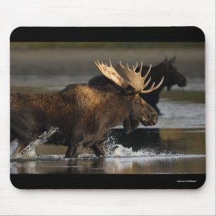 Moose Mouse Mat