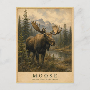 Moose Northern Forests VINTAGE Postcard