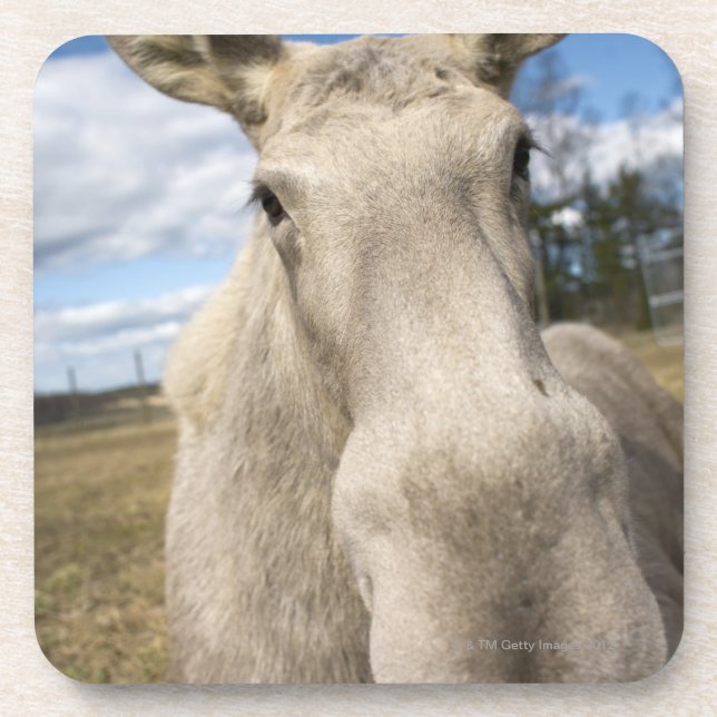 Moose on a field, Sweden. Coaster (Front)