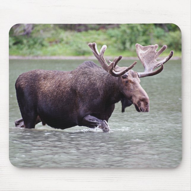 Moose on a Mission Mouse Mat (Front)